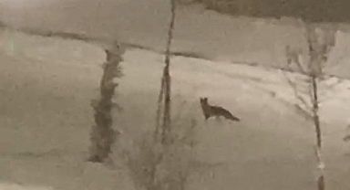 Aç kalan tilki şehir merkezine indi