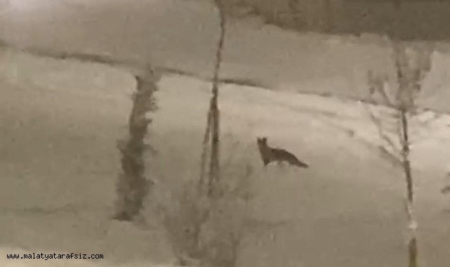 Aç kalan tilki şehir merkezine indi