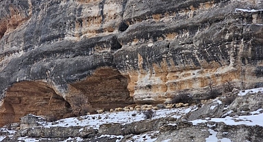 Bin 600 rakımda sürülerin yolculuğu kamerada
