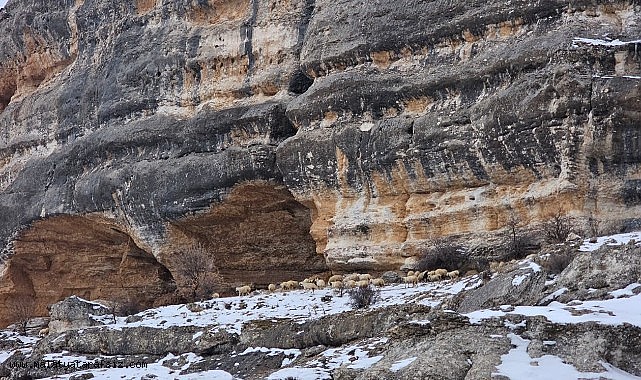Bin 600 rakımda sürülerin yolculuğu kamerada