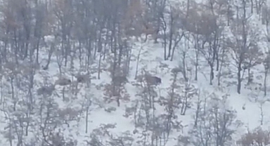 Malatya'da aç kalan domuz ve kurtlar, yerleşim yerlerine indi
