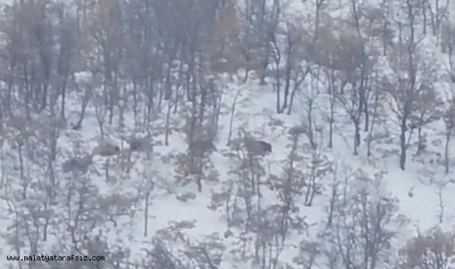 Malatya'da aç kalan domuz ve kurtlar, yerleşim yerlerine indi