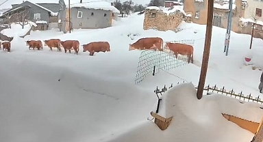 Malatya'da büyükbaş hayvanların karla mücadelesi