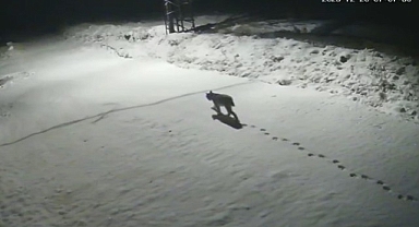 Malatya'da 'vaşak görüntülendi