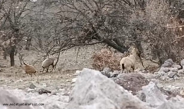 Malatya'da sürü halindeki yaban keçileri görüntülendi