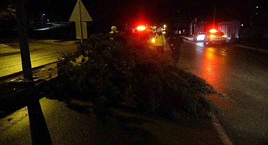 Malatya'da fırtına ağaçları kökünden söktü