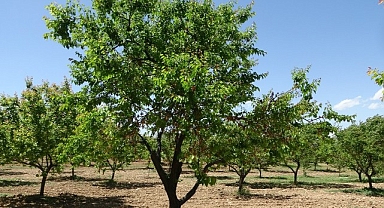 MTÜ'den dünya çapında akademik başarı