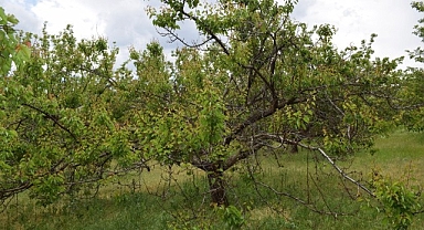 Kayısı üreticilerine monilya hastalığı uyarısı