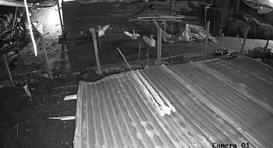 Kümese giren kurt, kazı alıp böyle kaçtı