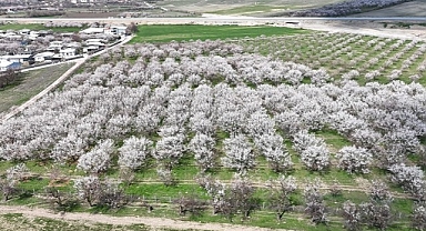 Malatya'da çiçek açan kayısı bahçeleri havadan görüntülendi