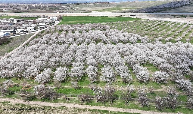 Malatya'da çiçek açan kayısı bahçeleri havadan görüntülendi