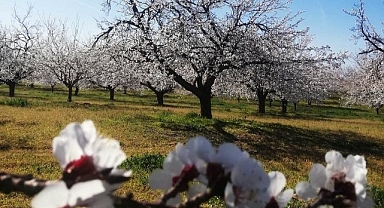 Kayısı bahçelerinde 