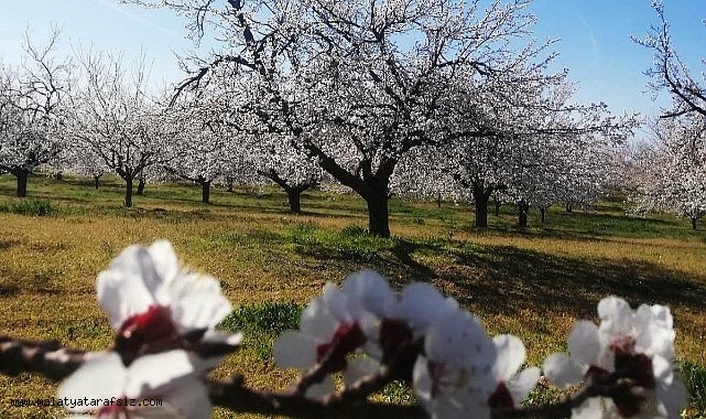 Kayısı bahçelerinde 