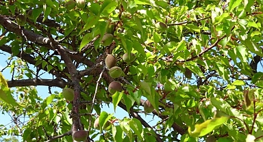 Kayısıda çağla dönemi
