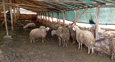 Malatya'da ağıla giren kurt 30 koyunu telef etti