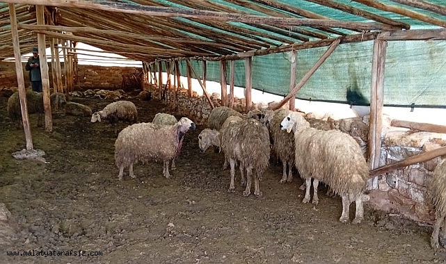 Malatya'da ağıla giren kurt 30 koyunu telef etti