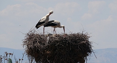 Malatya'da baharın müjdecisi leylekler yuvalarına dönüyor