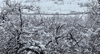 Malatya'da kayısı bahçeleri kar altında kaldı