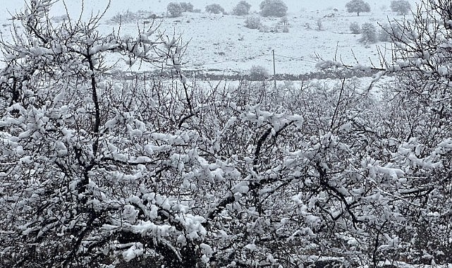 Malatya'da kayısı bahçeleri kar altında kaldı