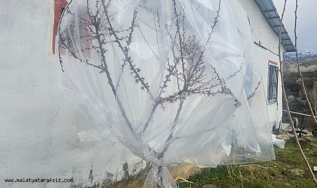 Malatya'da kayısı üreticileri zirai don için alarma geçti