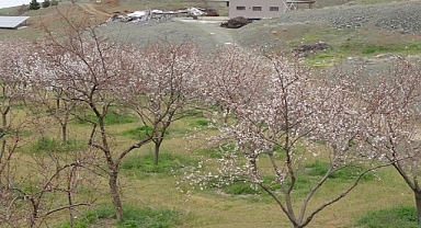 Malatya'da kayısı üreticileri zirai dona karşı önlem alıyor