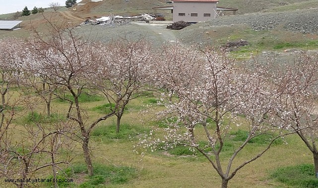 Malatya'da kayısı üreticileri zirai dona karşı önlem alıyor