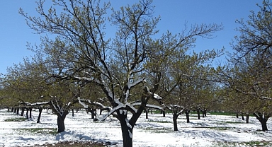 Malatya'da kayısıda don endişesi