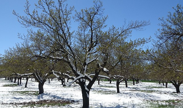 Malatya'da kayısıda don endişesi
