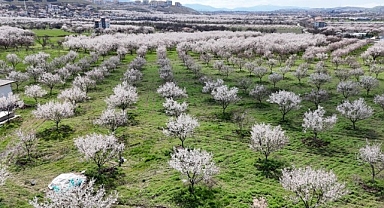 Malatya'da kayısıda iklim endişesi devam ediyor