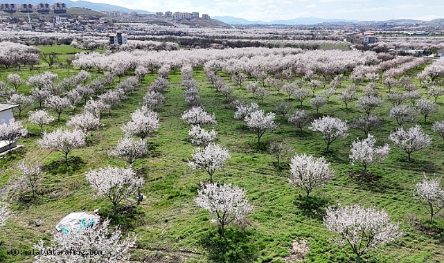 Malatya'da kayısıda iklim endişesi devam ediyor