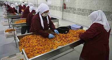 Malatya'da kayısı ihracatı Mart ayında 20 milyon doları aştı