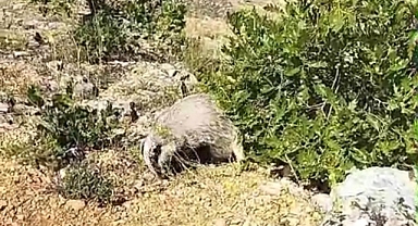 Dünyanın en korkusuz hayvanı bal porsuğunu tek darbeyle bayılttı