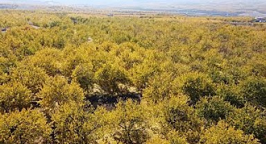 Malatya Sonbahar video